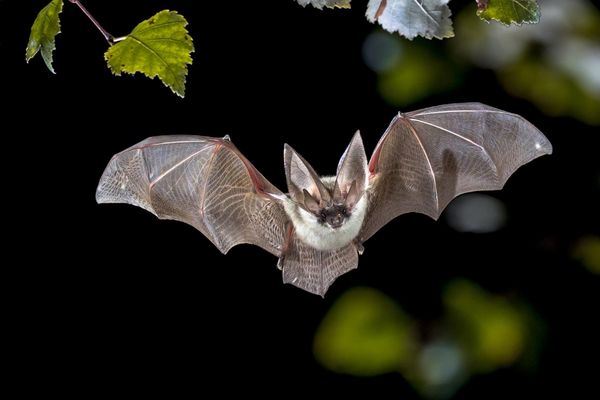 Bat removal