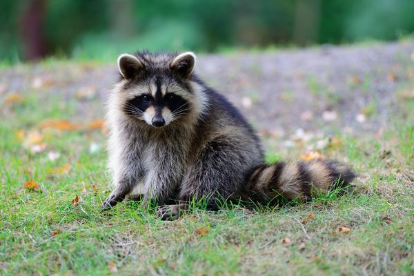 Racoon Removal