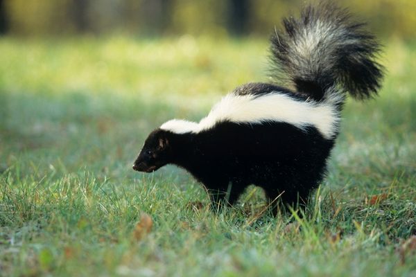 Skunks removal