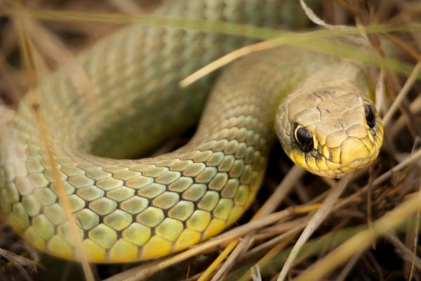 Snake removal