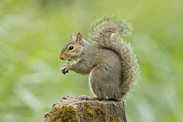 squirrel removal